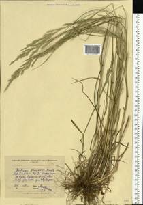 Lolium pratense (Huds.) Darbysh., Восточная Европа, Северо-Украинский район (E11) (Украина)