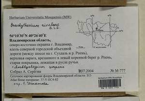 Amblystegium serpens (Hedw.) Schimp., Гербарий мохообразных, Мхи - Центральное Нечерноземье (B6) (Россия)