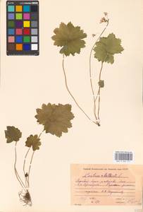 Primula matthioli subsp. matthioli, Восточная Европа, Московская область и Москва (E4a) (Россия)