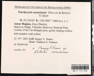 Trachycystis ussuriensis (Regel & Maack) T.J. Kop., Гербарий мохообразных, Мхи - Дальний Восток (без Чукотки и Камчатки) (B20) (Россия)