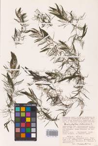 Роголистник светло-зеленый L., Восточная Европа, Нижневолжский район (E9) (Россия)