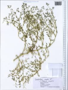Tetraena simplex (L.) Beier & Thulin, Зарубежная Азия (ASIA) (Израиль)