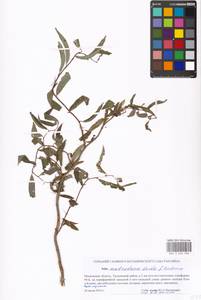 Salix babylonica var. matsudana (Koidz.) H.Ohashi & Yonek., Восточная Европа, Московская область и Москва (E4a) (Россия)