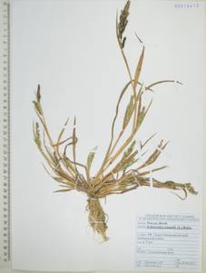 Ежовник обыкновенный, Куриное просо (L.) P.Beauv., Сибирь, Дальний Восток (S6) (Россия)