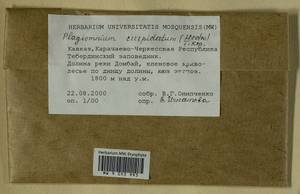 Plagiomnium cuspidatum (Hedw.) T.J. Kop., Гербарий мохообразных, Мхи - Северный Кавказ и Предкавказье (B12) (Россия)