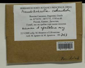 Pseudoleskeella catenulata (Brid. ex Schrad.) Kindb., Гербарий мохообразных, Мхи - Северный Кавказ и Предкавказье (B12) (Россия)