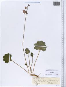 Primula matthioli subsp. turkestanica (Losinsk.) Kovt., Средняя Азия и Казахстан, Северный и Центральный Тянь-Шань (M4) (Киргизия)