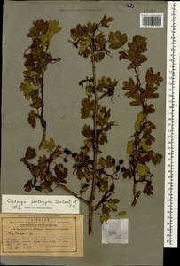 Боярышник пятипестичный Waldst. & Kit. ex Willd., Кавказ, Азербайджан (K6) (Азербайджан)