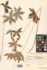 Anemonastrum dichotomum (L.) Mosyakin, Сибирь, Чукотка и Камчатка (S7) (Россия)