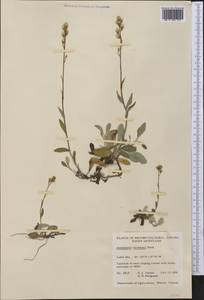 Antennaria racemosa Hook., Америка (AMER) (Канада)