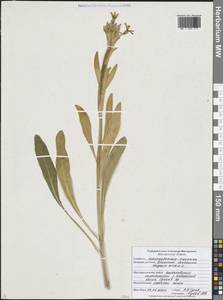 Вечерница печальная L., Восточная Европа, Центральный лесостепной район (E6) (Россия)