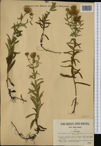 Pentanema salicinum subsp. asperum (Poir.) Mosyakin, Западная Европа (EUR) (Венгрия)