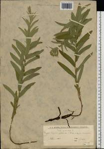 Pentanema germanicum (L.) D. Gut. Larr., Santos-Vicente, Anderb., E. Rico & M. M. Mart. Ort., Восточная Европа, Нижневолжский район (E9) (Россия)