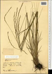 Pseudoroegneria gracillima (Nevski) Á.Löve, Кавказ, Ставропольский край, Карачаево-Черкесия, Кабардино-Балкария (K1b) (Россия)