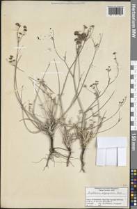 Bupleurum persicum Boiss., Зарубежная Азия (ASIA) (Турция)