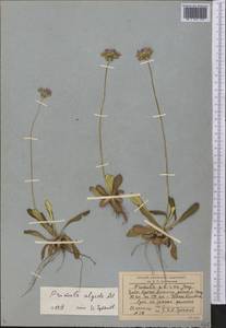 Первоцвет холодный Adams, Средняя Азия и Казахстан, Северный и Центральный Тянь-Шань (M4) (Казахстан)