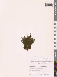 Болотник обыкновенный L., Сибирь, Чукотка и Камчатка (S7) (Россия)