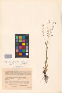 MHA 0 153 441, Myosotis alpestris subsp. suaveolens (Waldst. & Kit. ex Willd.) Strid, Восточная Европа, Центральный район (E4) (Россия)