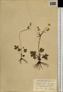 Лютик близкий C.A.Mey., Сибирь, Центральная Сибирь (S3) (Россия)