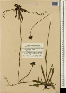 Pilosella bauhini subsp. magyarica (Peter) S. Bräut., Крым (KRYM) (Россия)