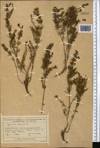 Подмаренник настоящий L., Средняя Азия и Казахстан, Муюнкумы, Прибалхашье и Бетпак-Дала (M9) (Казахстан)