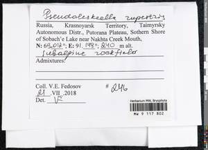Pseudoleskeella rupestris (Berggr.) Hedenäs & L. Söderstr., Гербарий мохообразных, Мхи - Красноярский край, Тыва и Хакасия (B17) (Россия)