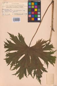 Борец северный Koelle, Восточная Европа, Западный район (E3) (Россия)