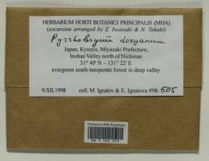 Pyrrhobryum dozyanum (Sande Lac.) Manuel, Гербарий мохообразных, Мхи - Азия (вне границ бывшего СССР) (BAs) (Япония)