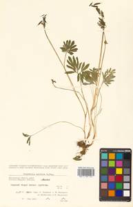 Corydalis arctica subsp. arctica, Сибирь, Чукотка и Камчатка (S7) (Россия)