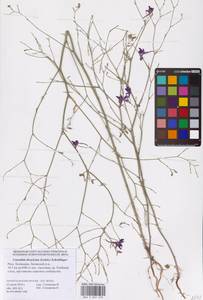 Delphinium consolida subsp. divaricatum (Ledeb.) A.Nyár., Восточная Европа, Нижневолжский район (E9) (Россия)