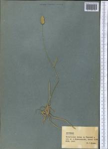 Житняк гребенчатый (L.) Gaertn., Средняя Азия и Казахстан, Северный и Центральный Тянь-Шань (M4) (Киргизия)