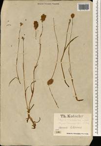 Спорыш, Зарубежная Азия (ASIA) (Турция)