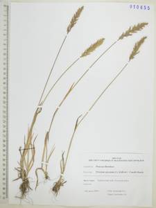 Koeleria spicata (L.) Barberá, Quintanar, Soreng & P.M.Peterson, Сибирь, Дальний Восток (S6) (Россия)