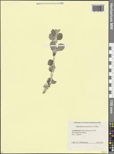 Шандра иранская C.A.Mey., Кавказ, Азербайджан (K6) (Азербайджан)