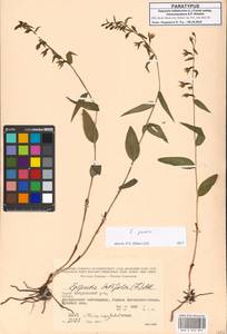 Epipactis persica (Soó) Hausskn. ex Nannf., Кавказ, Грузия (K4) (Грузия)