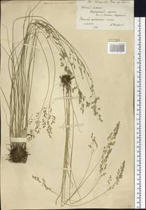 Мятлик оттянутый Trin., Сибирь, Западный (Казахстанский) Алтай (S2a) (Казахстан)