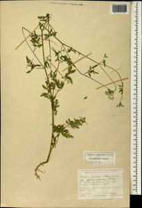 Пупырник полевой, Торилис полевой (Huds.) Link, Зарубежная Азия (ASIA) (Турция)