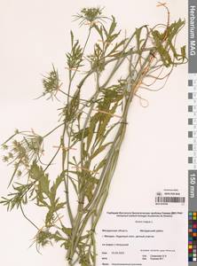 Амми большой L., Сибирь, Чукотка и Камчатка (S7) (Россия)