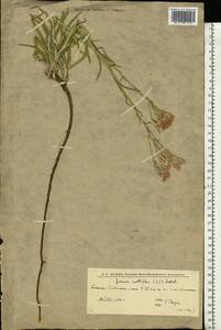 Наголоватка многоцветковая (L.) B.Fedtsch., Восточная Европа, Нижневолжский район (E9) (Россия)