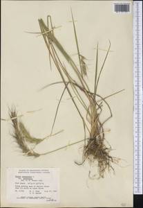 Elymus canadensis L., Америка (AMER) (Канада)
