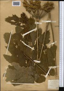 Heracleum sphondylium subsp. sibiricum (L.) Simonk., Средняя Азия и Казахстан, Северный и Центральный Казахстан (M10) (Казахстан)