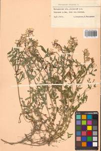 Астрагал холодный (L.) A.Gray, Сибирь, Чукотка и Камчатка (S7) (Россия)