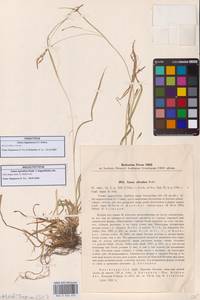 Carex hypaneura V.I.Krecz., Кавказ, Краснодарский край и Адыгея (K1a) (Россия)