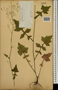 Мицелис стенной (L.) Dumort., Восточная Европа, Центральный лесостепной район (E6) (Россия)