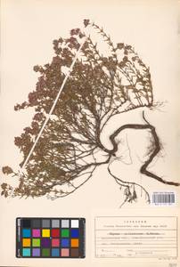 MHA 0 157 361, Тимьян Палласа, Чабрец Палласа Heinr.Braun, Восточная Европа, Центральный лесостепной район (E6) (Россия)