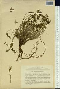 Oxytropis middendorffii subsp. trautvetteri (Meinsh.) Jurtzev, Сибирь, Дальний Восток (S6) (Россия)