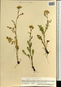 Якобея обыкновенная, Монголия (MONG) (Монголия)