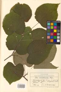 Липа маньчжурская Rupr. & Maxim., Сибирь, Дальний Восток (S6) (Россия)