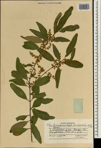 Olea europaea subsp. cuspidata (Wall. & G.Don) Cif., Зарубежная Азия (ASIA) (Афганистан)