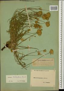Gelasia biebersteinii (Lipsch.) Zaika, Sukhor. & N. Kilian, Кавказ, Дагестан (K2) (Россия)